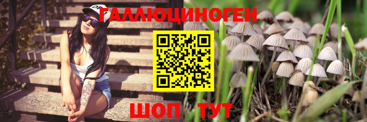 Псилоцибиновые грибы Psilocybine cubensis  Вход с VPN  Гуково 